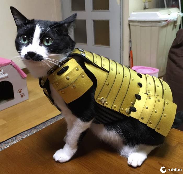 Pet-dog-cat-armor-samurai-age-japan-5