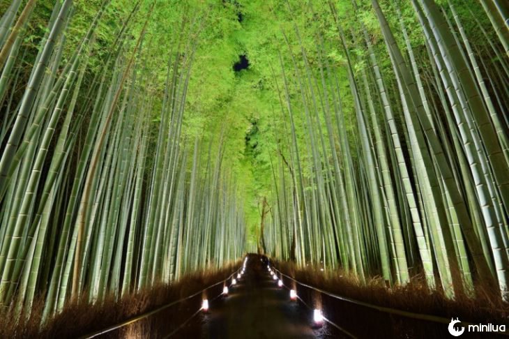 árvores de bambu