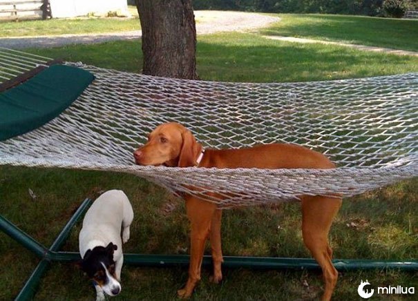 cão hammock